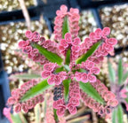 Kalanchoe 'Pink Butterfly' (Ružová matka tisícov) D8