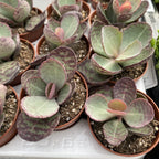 Kalanchoe Zebra