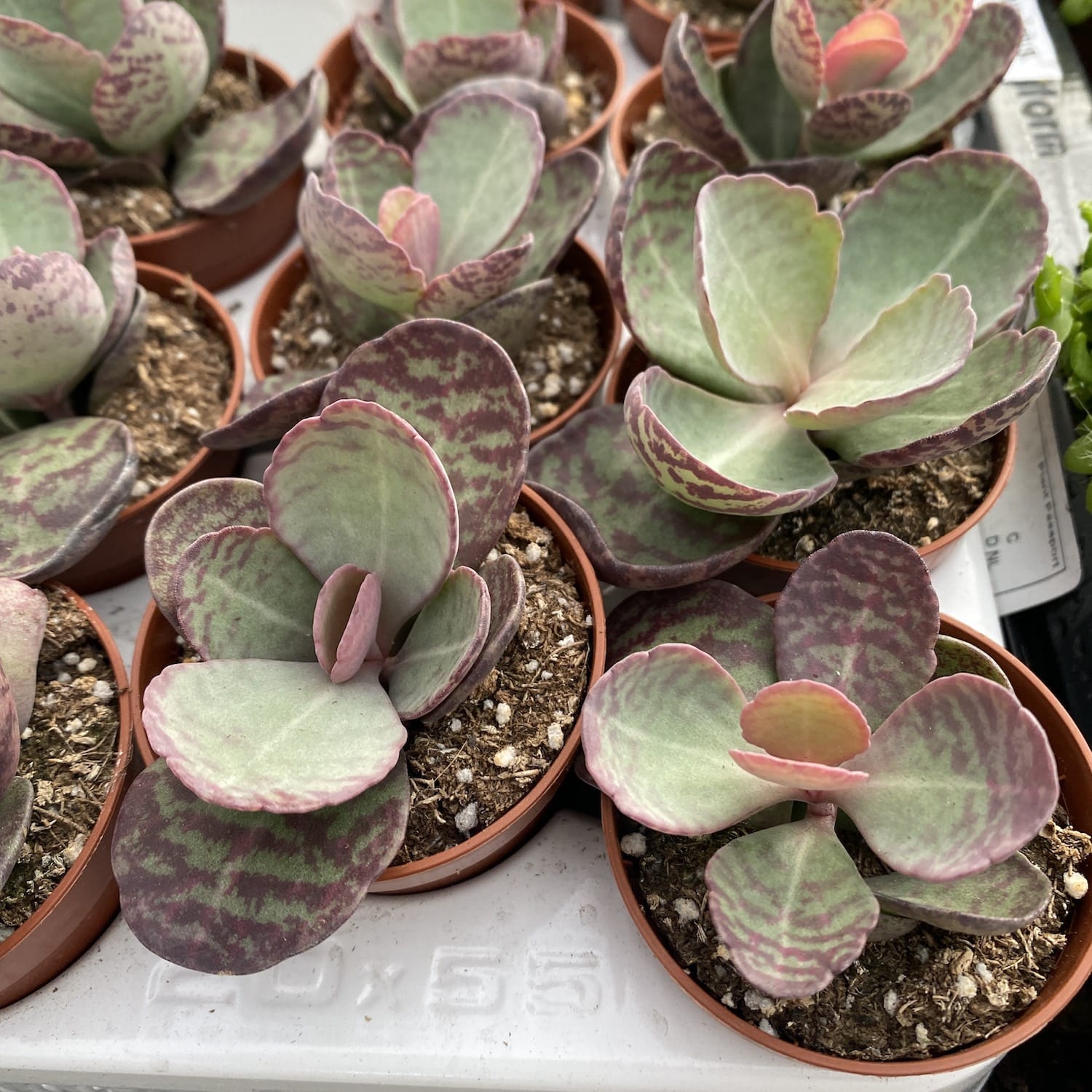 Kalanchoe Zebra