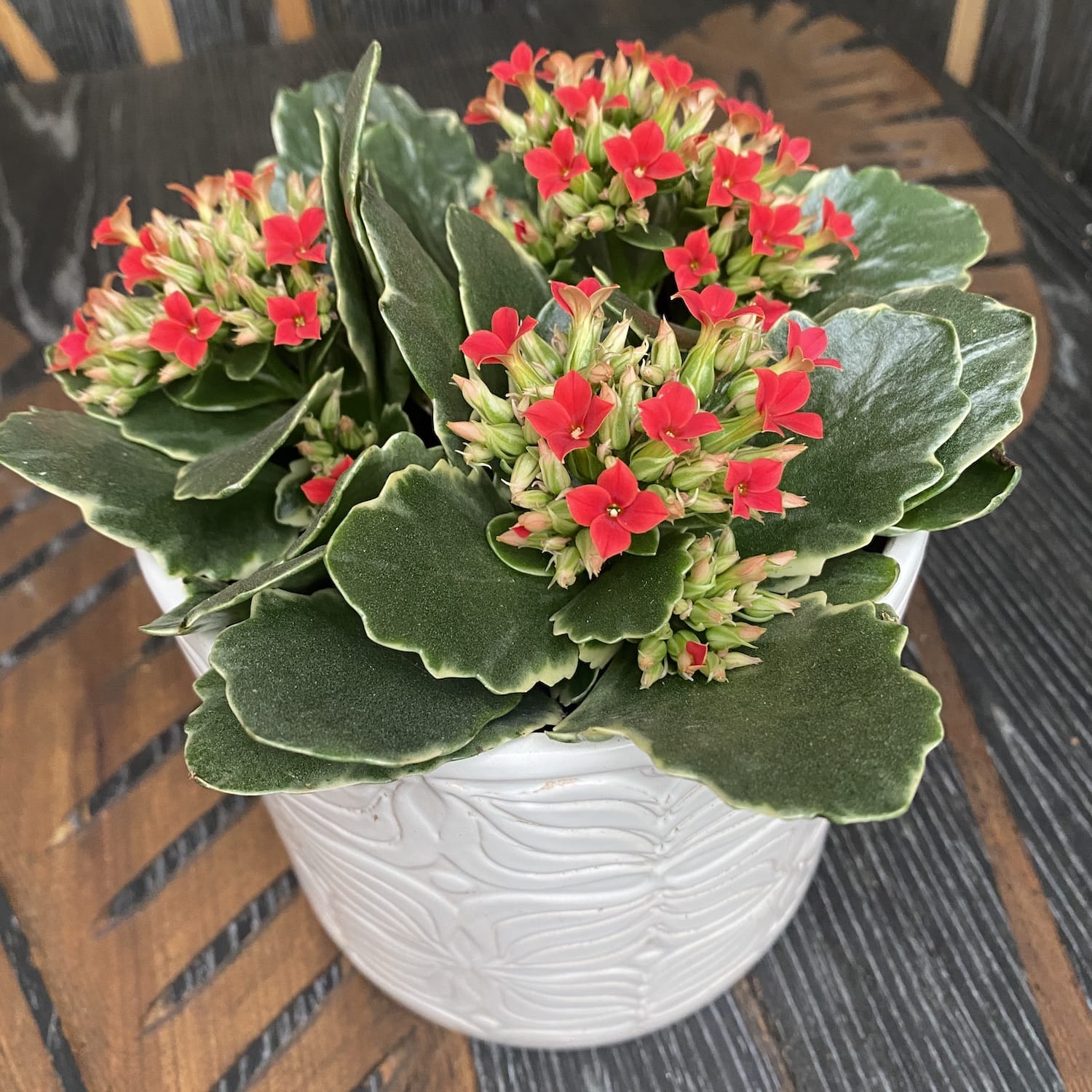 Kalanchoe blossfeldiana 'Debora' - frunze variegate