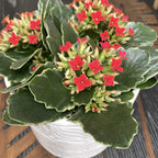 Kalanchoe blossfeldiana 'Debora' - frunze variegate