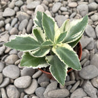 Kalanchoe laciniata variegated