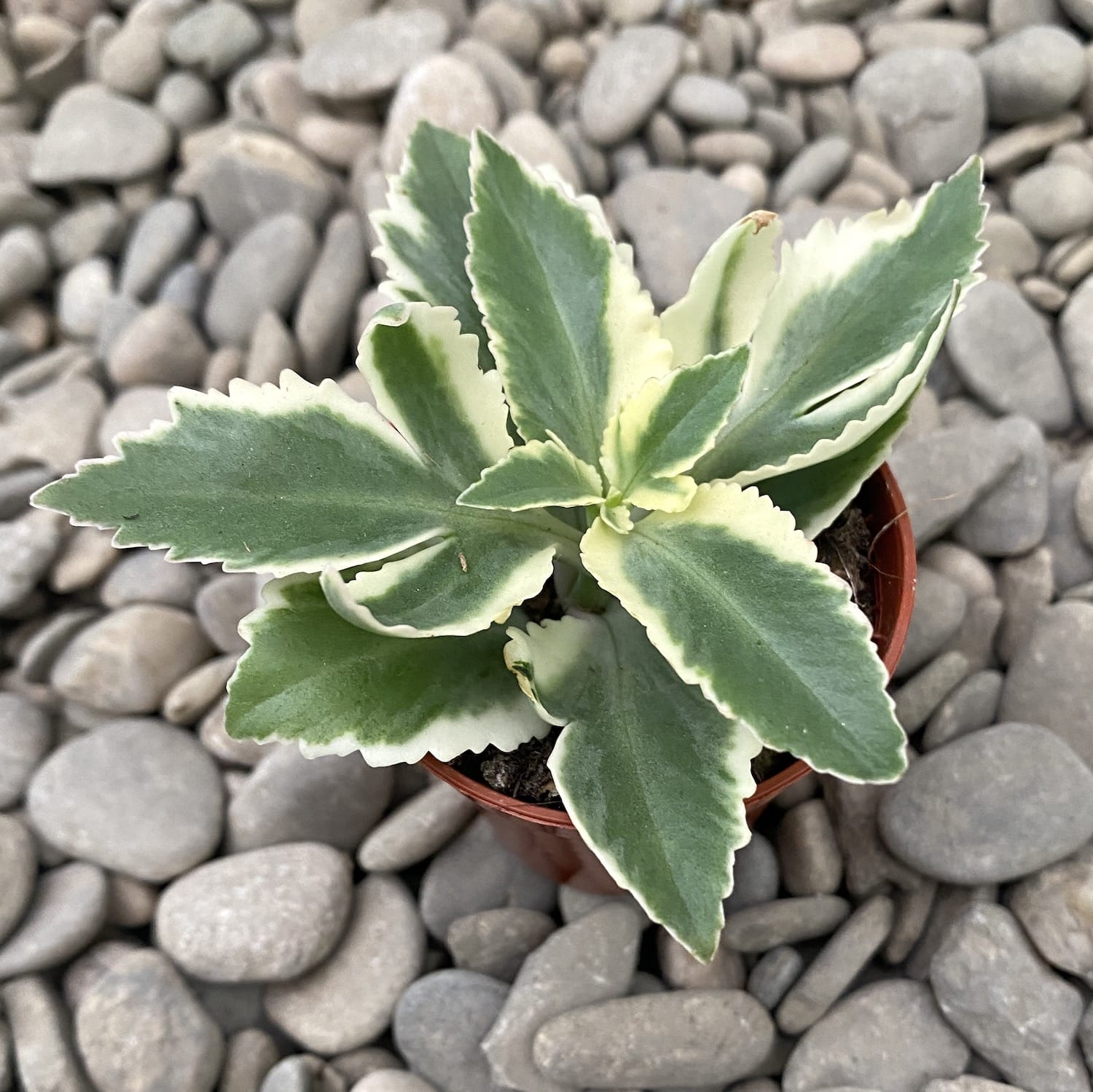 Kalanchoe laciniata variegated