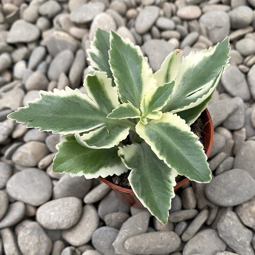 Kalanchoe laciniata variegated – Secret Garden Plant Shop