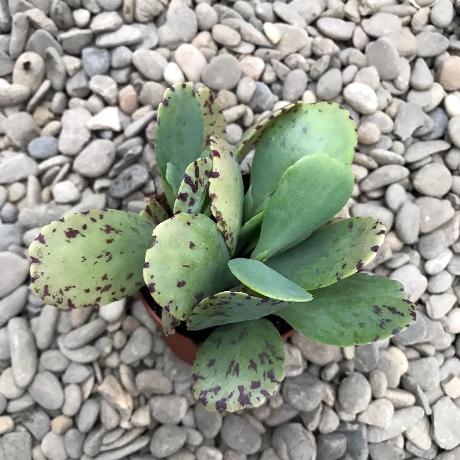 Kalanchoe marmorata (Penwiper Plant)