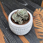 Kalanchoe rhombopilosa (Piece of Heaven)