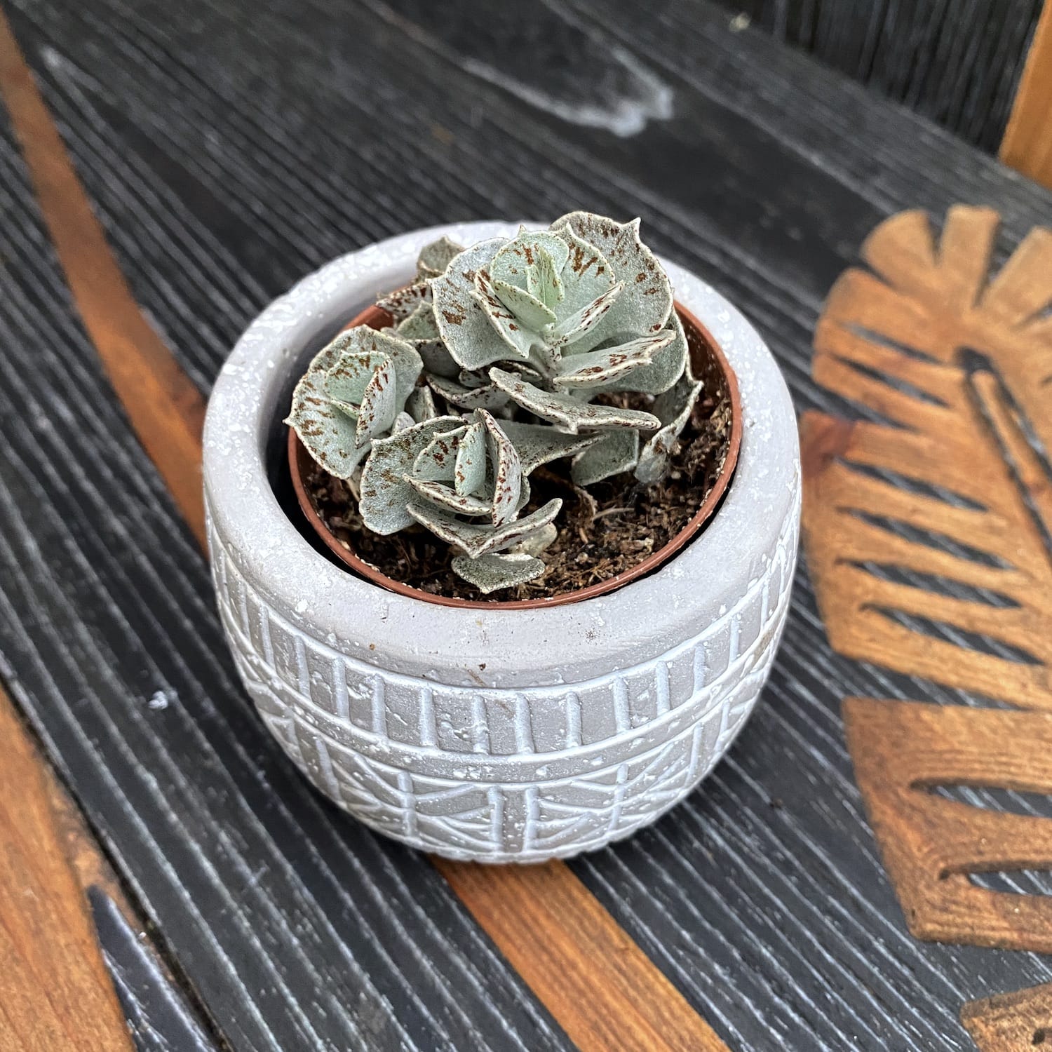 Kalanchoe rhombopilosa (Piece of Heaven)