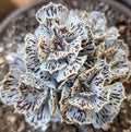 Kalanchoe rhombopilosa (Piece of Heaven)