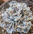 Kalanchoe rhombopilosa (Piece of Heaven)