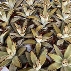 Kalanchoe tomentosa 'Arany Lány'