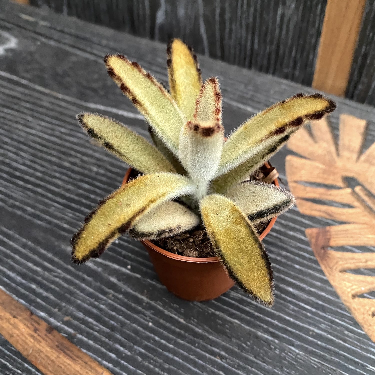 Kalanchoe tomentosa 'Golden Girl'
