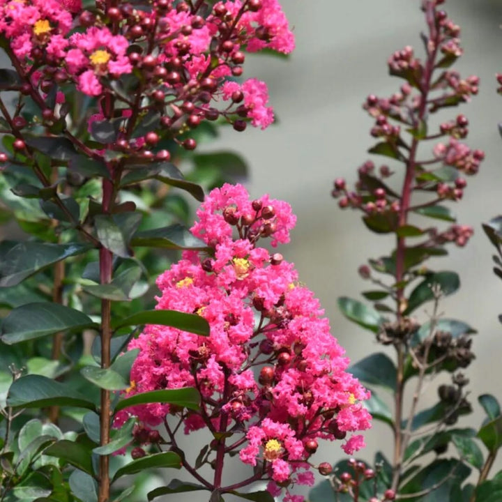 Lagerstroemia indica 'Berry Dazzle'