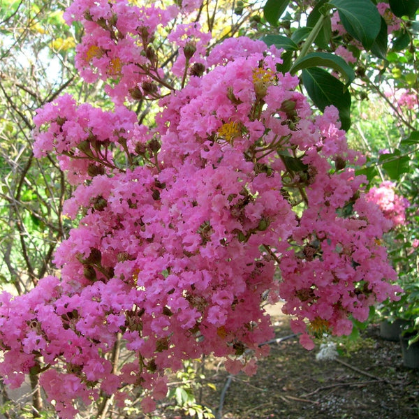 Lagerstroemia indica 'Choco Pink'