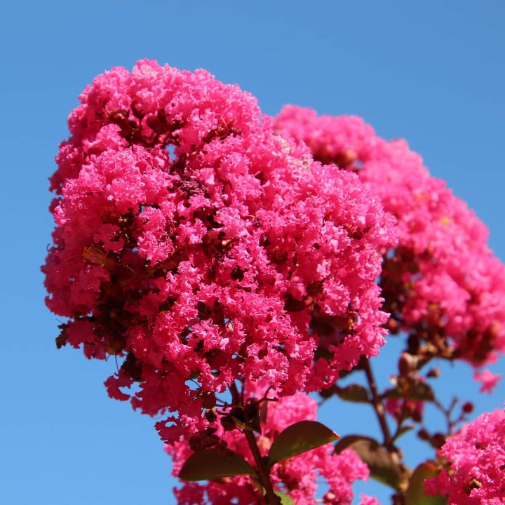 Lagerstroemia indica 'Berry Dazzle'