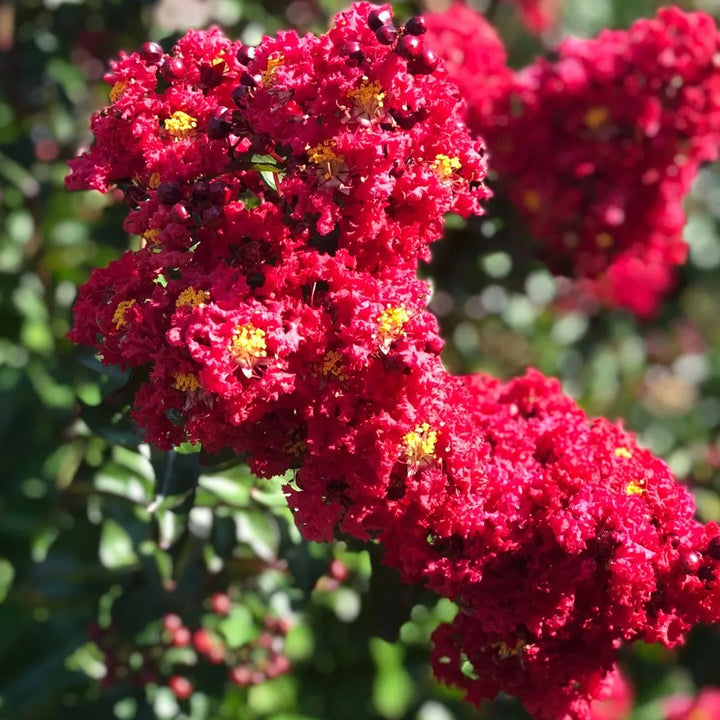 Lagerstroemia indica 'Cherry'