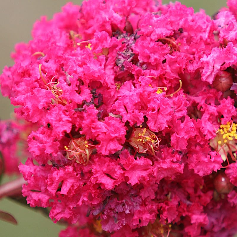 Lagerstroemia indica 'Fuchsia d'Ete'