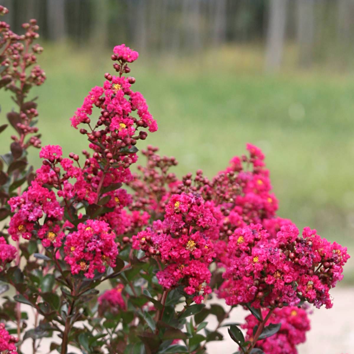 Lagerstroemia indica 'Fuchsia d'Ete'
