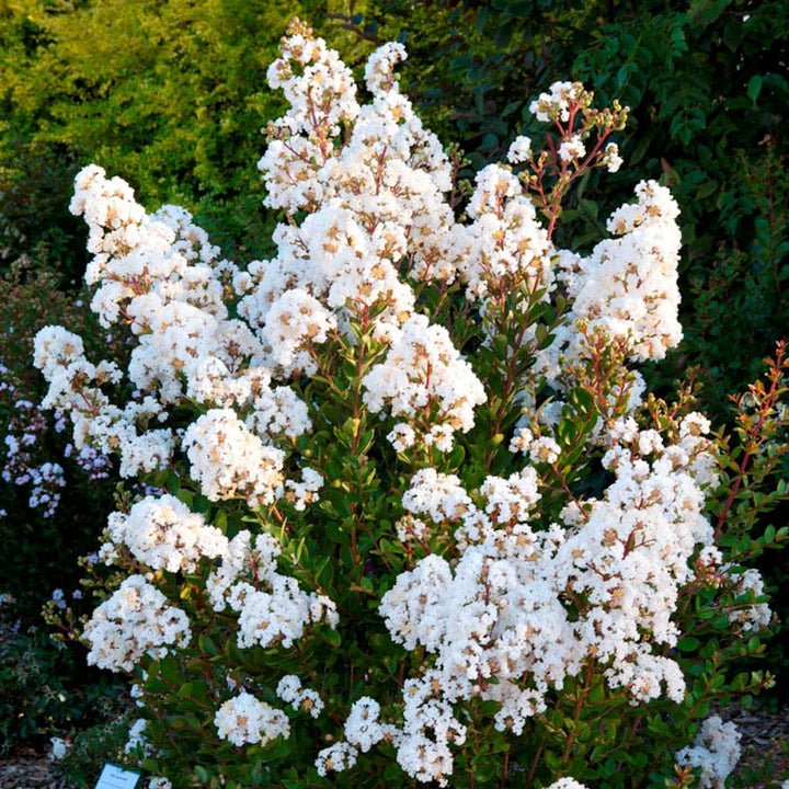 Lagerstroemia indica 'Nivea'