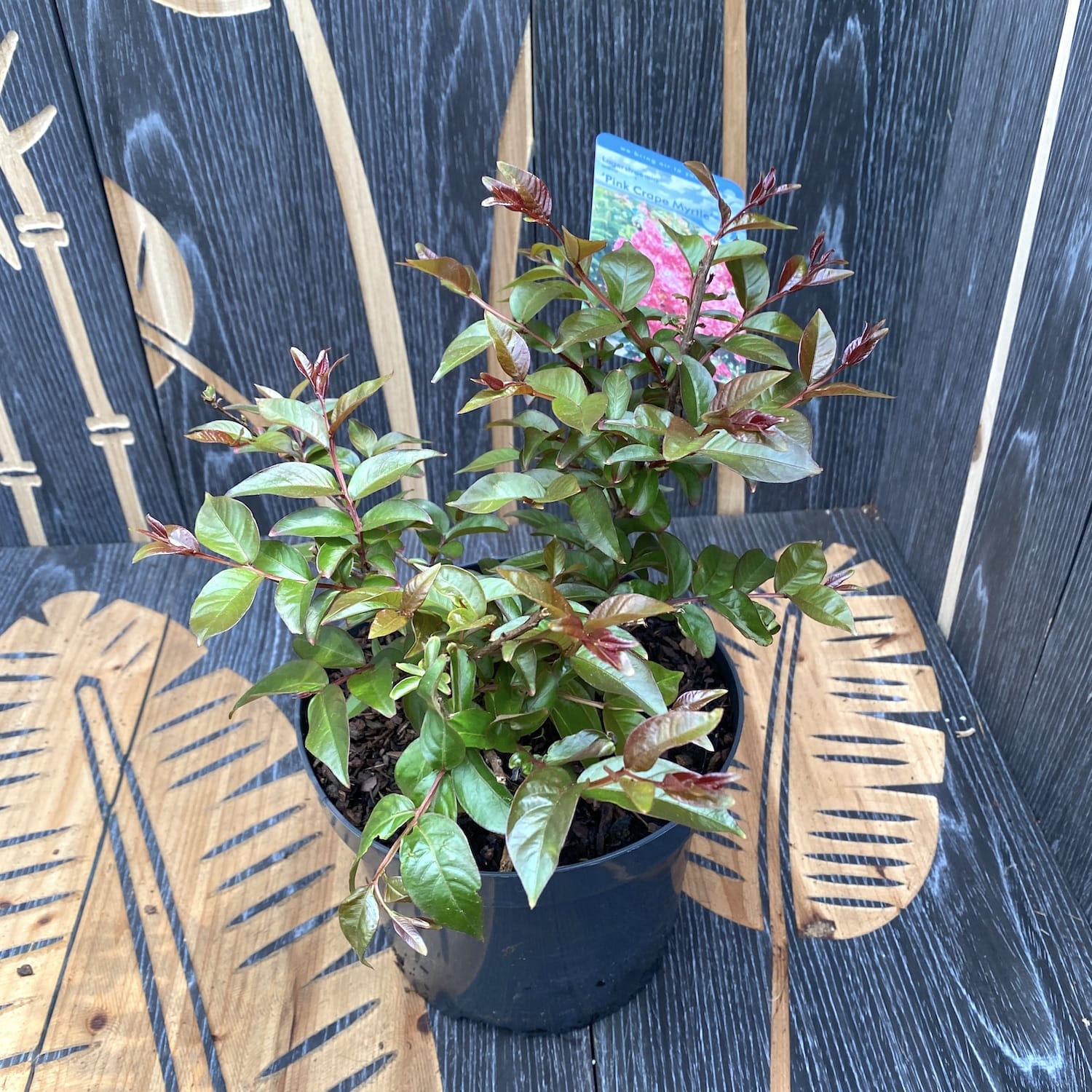 Lagerstroemia indica 'Pink Crape Myrtle' - Liliac indian