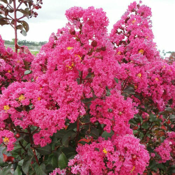 Lagerstroemia indica 'Pink Crape Myrtle' - Liliac indian