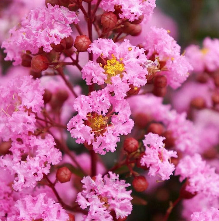 Lagerstroemia indica 'Rhapsody in Pink'