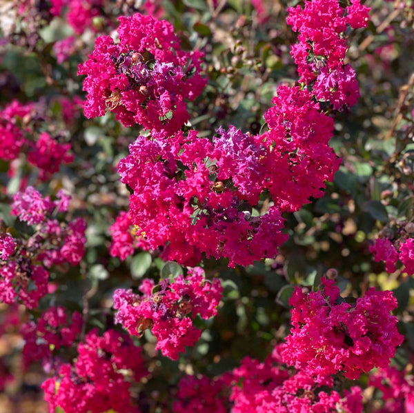 Lagerstroemia indica 'Red Red Wine'
