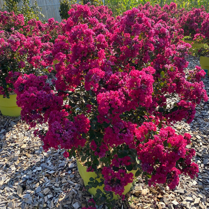 Lagerstroemia indica 'Red Red Wine'