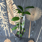 Lamai - Citrus limon 'Toscane' (Limone Toscano)