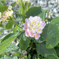 Lantana camara - 3 färger/kruka