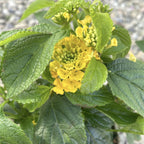 Lantana camara - 3 färger/kruka