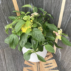 Lantana camara - 3 färger/kruka