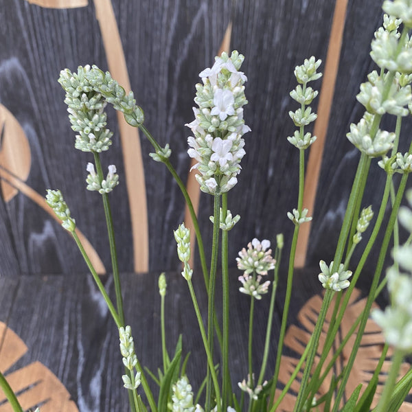 Lavanda alba in ghiveci - Lavandula angustifolia 'Aromance White'