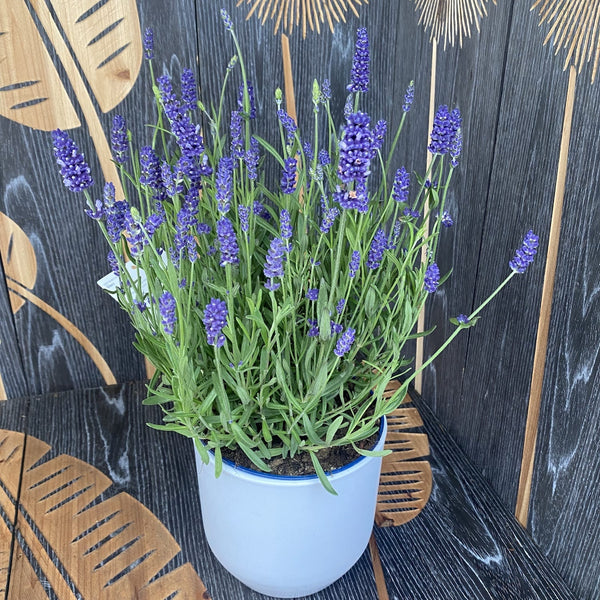 Scented lavender XL - Lavandula angustifolia 'Hidcote'