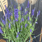 Lavanda parfumata XL - Lavandula angustifolia 'Hidcote'