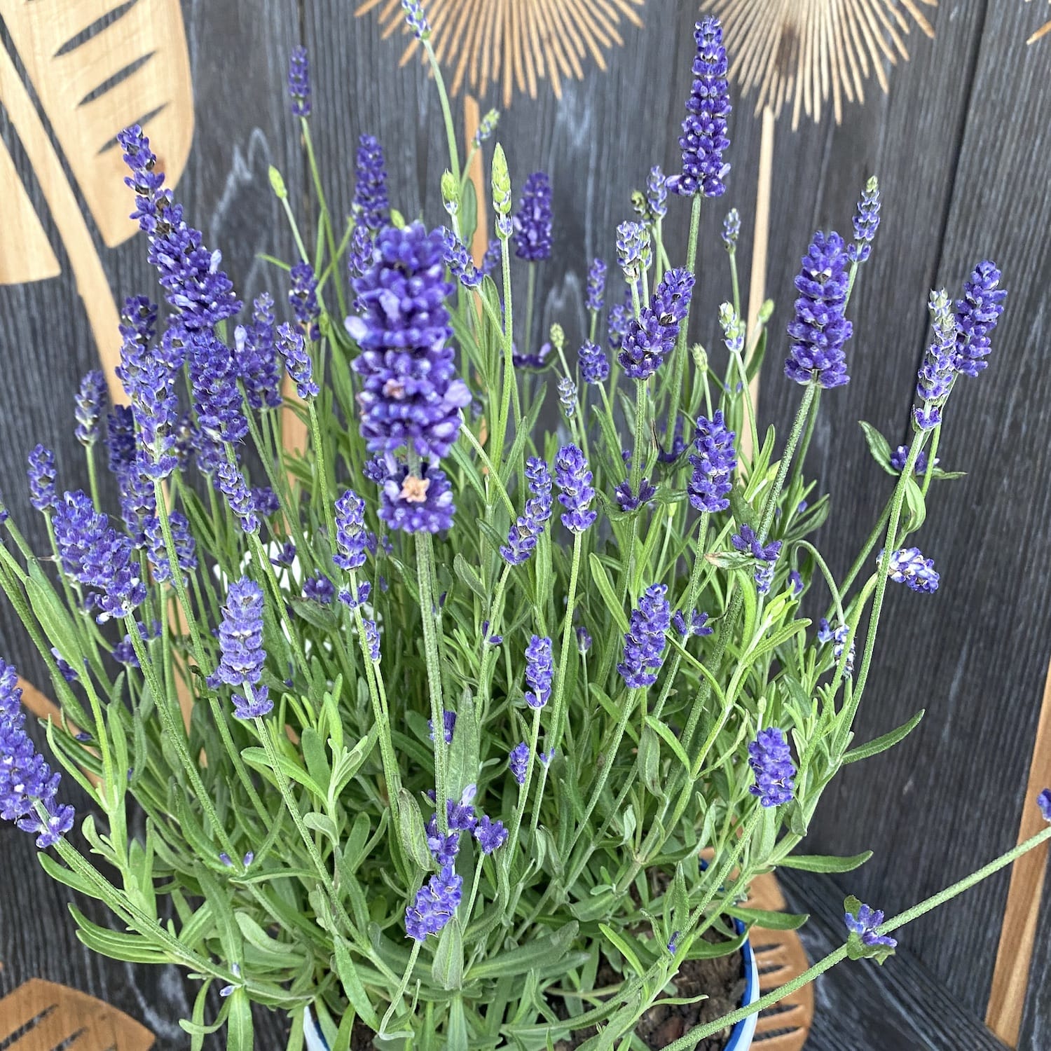 Lavanda parfumata XL - Lavandula angustifolia 'Hidcote'