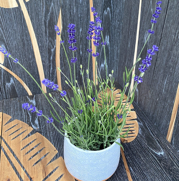 Scented potted lavender - Lavandula angustifolia 'Hidcote'