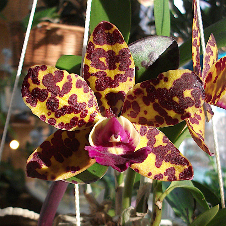 Cattleya Jungle Eyes