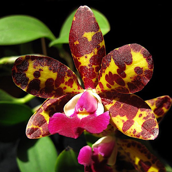 Cattleya Jungle Eyes