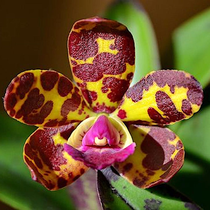 Cattleya Jungle Eyes