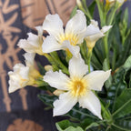 Leandru galben-crem - Nerium Olander