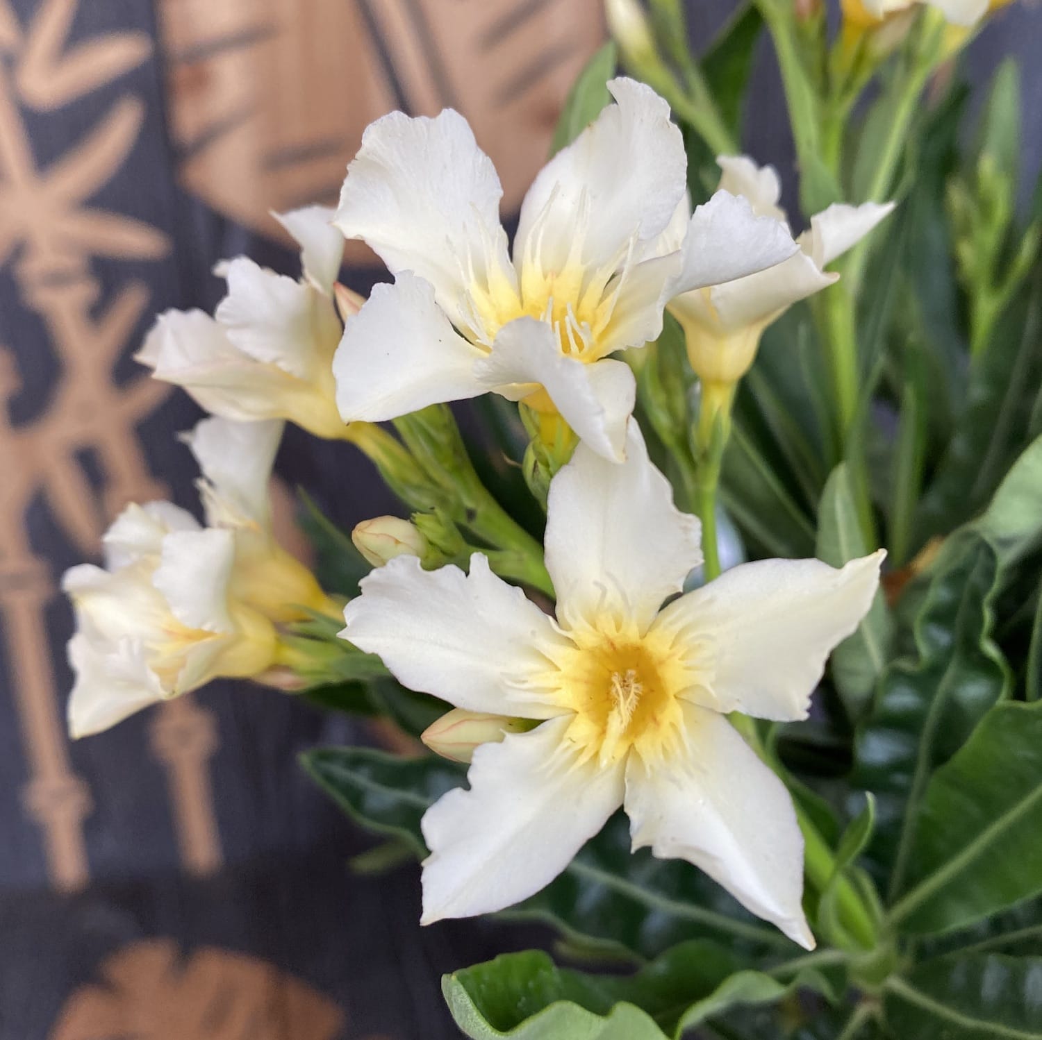 Leandru galben-crem - Nerium Olander