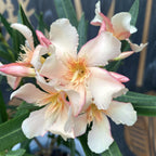 Леандър сьомга - Nerium Olander D17