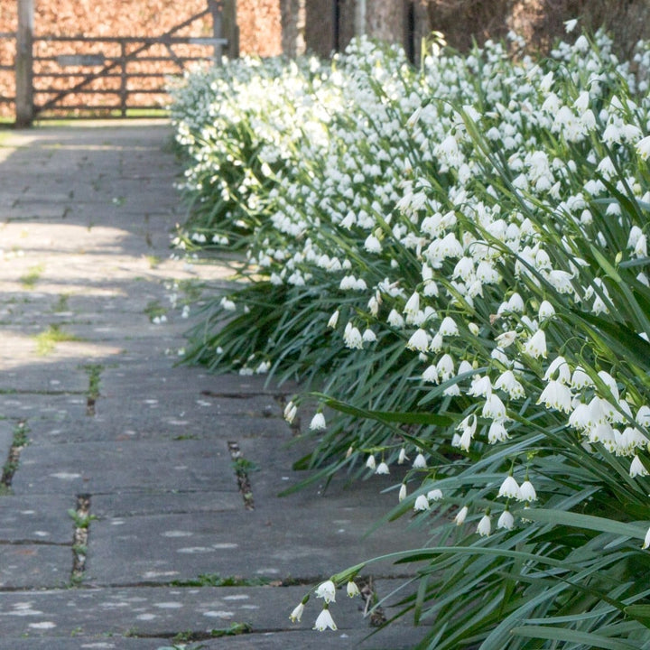 Ghiocei de vara - Leucojum aestivum