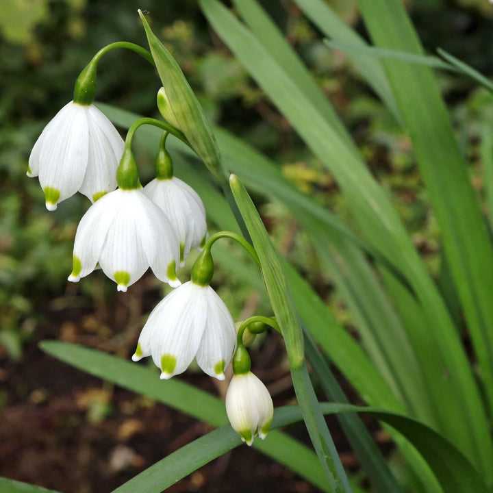 Ghiocei de vara - Leucojum aestivum