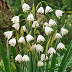 Ljetni visibabe - Leucojum aestivum