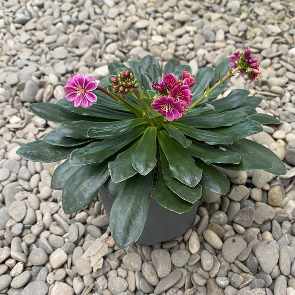 Lewisia Cotyledon - tiefrosa Blüten