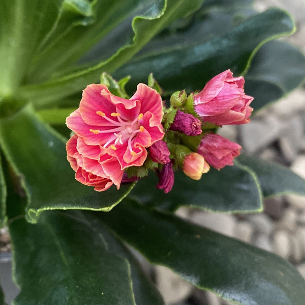 Lewisia cotyledon Elise - zweifarbige Blüten