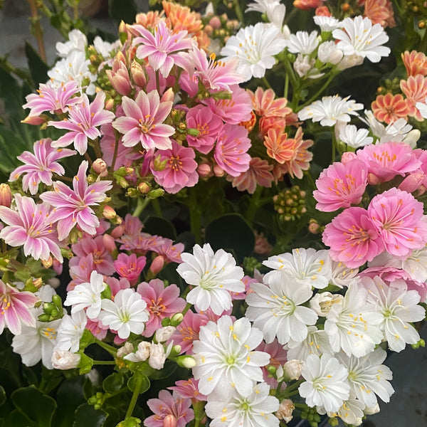 Lewisia 'Mountain Dreams' mix - resistant and particularly beautiful