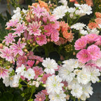 Lewisia 'Mountain Dreams' mix - rezistenta si deosebit de frumoasa
