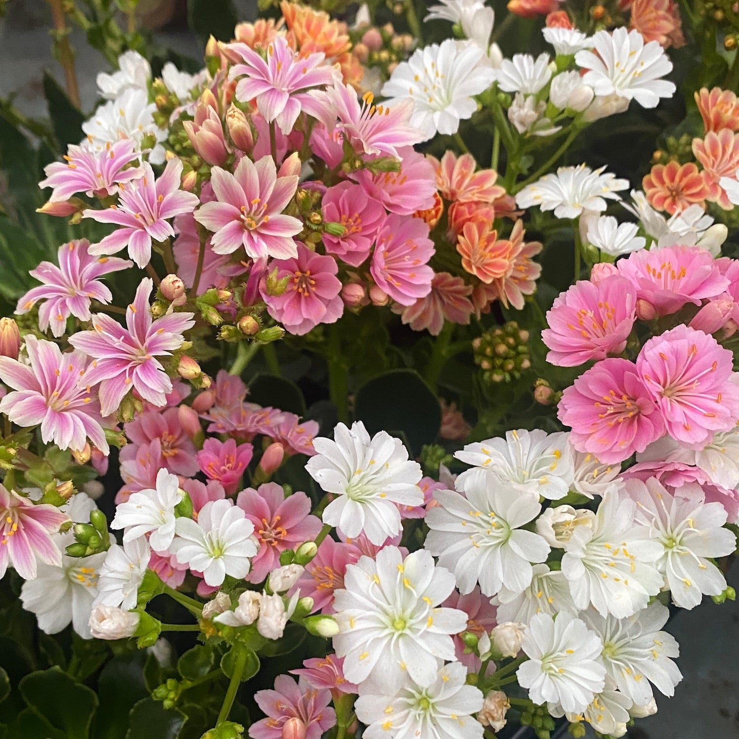 Lewisia 'Mountain Dreams' mix - rezistenta si deosebit de frumoasa